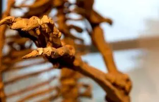بقایای انسان ۲۰هزار ساله ژاپنی «خرس» از آب درآمد! + عکس