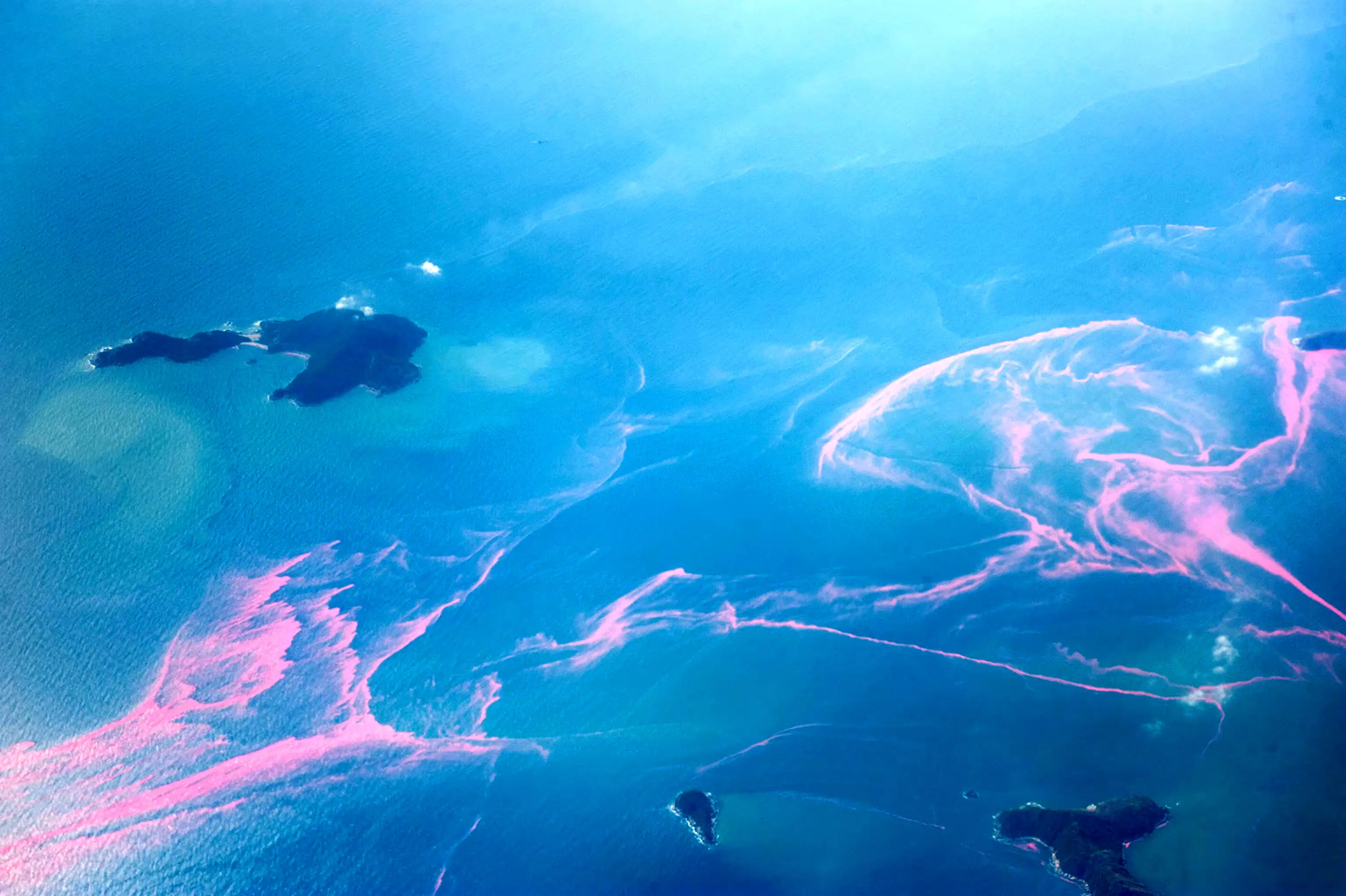 کشف عجیب: ۲۳۰ ویروس غول‌پیکر در اقیانوس که فوتوسنتز گیاهان دریایی را دستکاری می‌کنند