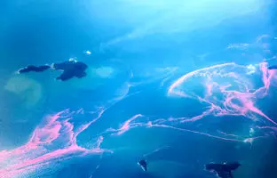 کشف عجیب: ۲۳۰ ویروس غول‌پیکر در اقیانوس که فوتوسنتز گیاهان دریایی را دستکاری می‌کنند