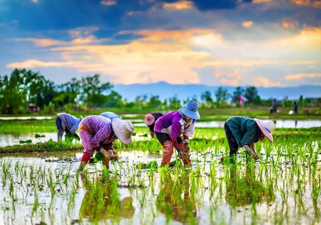 مازندران قدیم؛ کشاورزان در «شالیزار» در دوران قاجار + تصویر