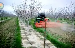 (ویدئو) عملیات جالب کشت و برداشت پسته در مزارع کشورهای مختلف جهان