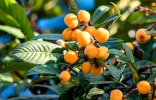  راهنمای کامل کاشت، تکثیر و نگهداری ازگیل در گلدان