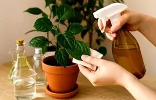 سال‌ها اشتباه می‌کردیم؟ حقیقت اسپری کردن آب روی برگ گیاهان در تابستان