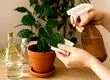 سال‌ها اشتباه می‌کردیم؟ حقیقت اسپری کردن آب روی برگ گیاهان در تابستان