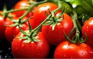 خواص اثبات شده گوجه فرنگی برای پیشگیری و درمان کبد چرب