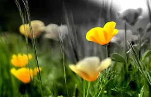 رنگی وجود ندارد؛ مغز ما جهان را رنگی می‌بیند!
