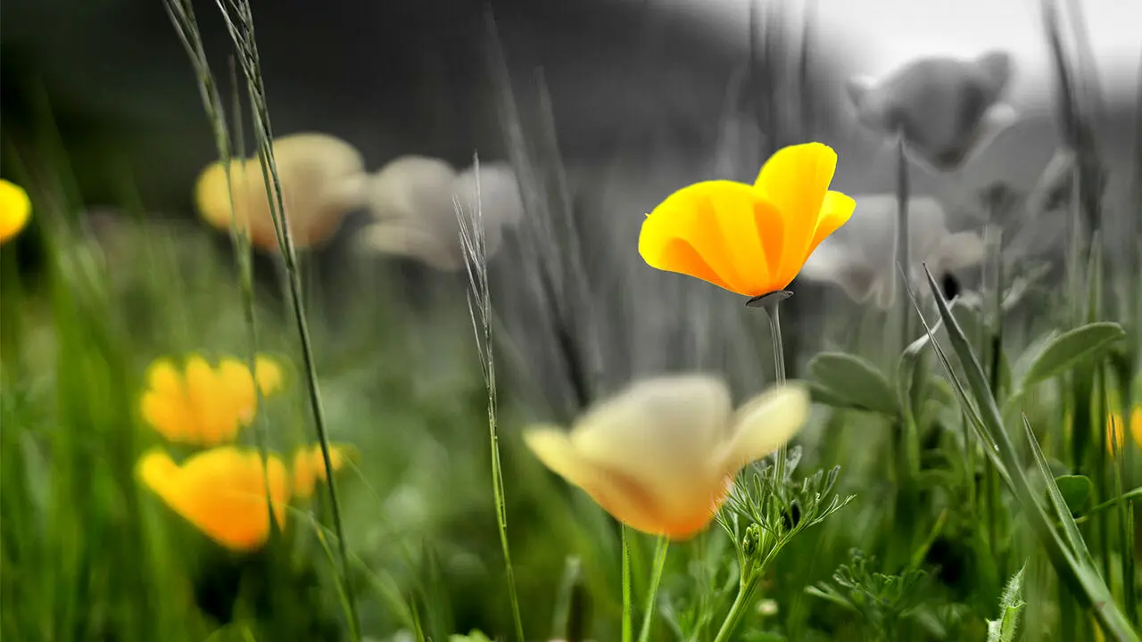 رنگی وجود ندارد؛ مغز ما جهان را رنگی می‌بیند!