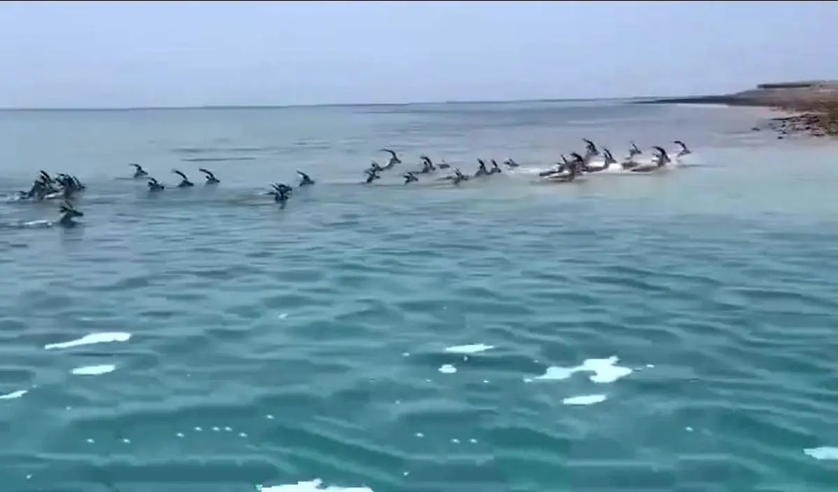 صحنه زیبا از آب تنی گله ای آهوهای جزیره لاوان + ویدئو