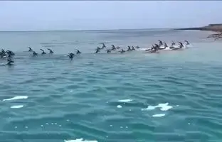 صحنه زیبا از آب تنی گله ای آهوهای جزیره لاوان + ویدئو