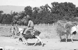  سفر به ایران قدیم؛ الاغ‌سواری خانوادگی در تهران در دوران قاجار + عکس