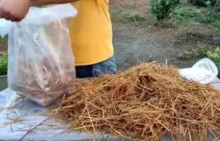 آموزش کاشت و پرورش آسان قارچ خوراکی در منزل + ویدئو