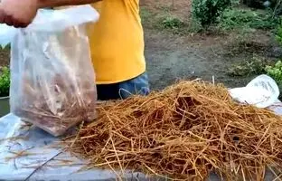  آموزش کاشت و پرورش آسان قارچ خوراکی در منزل + ویدئو