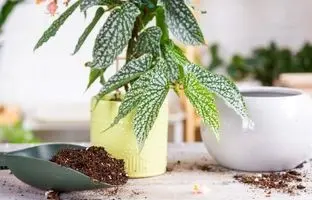 بهترین زمان کود دادن به گیاهان آپارتمانی در بهار؛ چرا نباید بیش از این صبر کنید؟