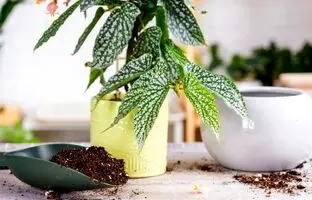بهترین زمان کود دادن به گیاهان آپارتمانی در بهار؛ چرا نباید بیش از این صبر کنید؟