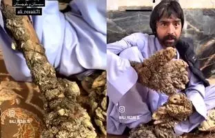 مرد درختی سیستان و بلوچستان را دریابید! + ویدئو