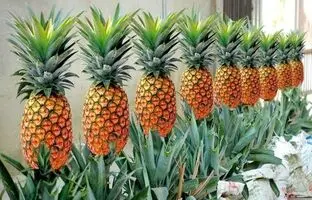  به همین راحتی در خانه آناناس پرورش بدهید و برداشت کنید! + ویدئو