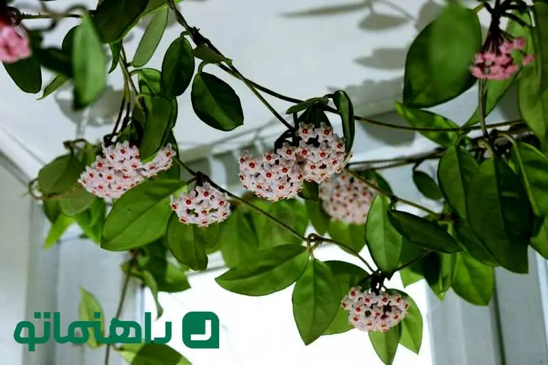 خاص ترین گیاهان آپارتمانی معطر ؛ عطر بهشت در خانه ای رویایی