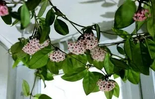 خاص ترین گیاهان آپارتمانی معطر ؛ عطر بهشت در خانه ای رویایی