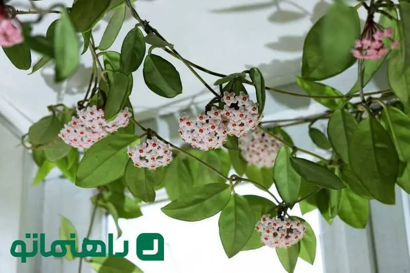 خاص ترین گیاهان آپارتمانی معطر ؛ عطر بهشت در خانه ای رویایی