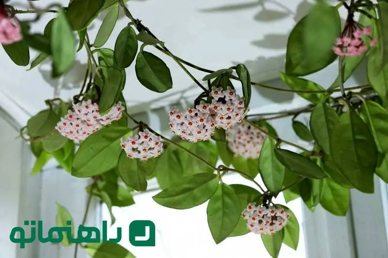 خاص ترین گیاهان آپارتمانی معطر ؛ عطر بهشت در خانه ای رویایی