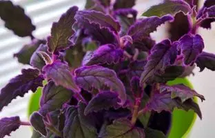 کاشت، تکثیر و نگهداری گیاه ژینورا 