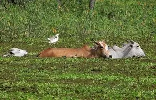 گاو‌هایی که جای چرا، حالا شنا می‌کنند! + ویدئو