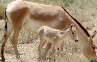 تصاویری از نخستین کره گورخر ایرانی سال ۱۴۰۴ در پارک ملی کویر + ویدئو