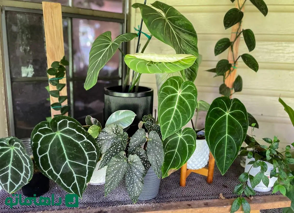  10گیاه آپارتمانی با متفاوت‌ترین و حیرت‌انگیزترین برگها