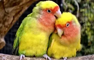  13 حقیقت جالب دربارۀ پرنده‌ای که به نماد «عشق» تبدیل شده است 