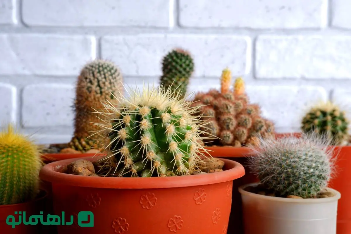 جواهرهای سبز بیابان: کاکتوس‌ها و ساکولنت‌هایی که مراقبت از آنها آسان است