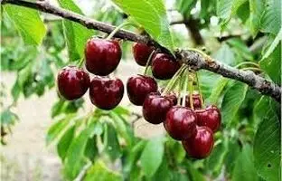 میوه تابستانی که کلسیم بیشتری از شیر دارد | دیگر کدام میوه ها منبع کلسیم هستند؟