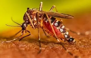 پشه آئدس و تب دنگی در این منطقه؛ به این شهر سفر نکنید!