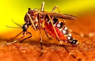 پشه آئدس و تب دنگی در این منطقه؛ به این شهر سفر نکنید!