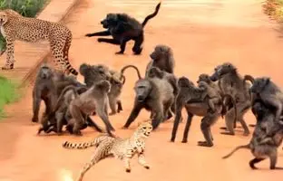 نبرد نفس‌گیر پلنگ مادر و توله‌اش با لشکر 50 تایی بابون ها! +ویدئو