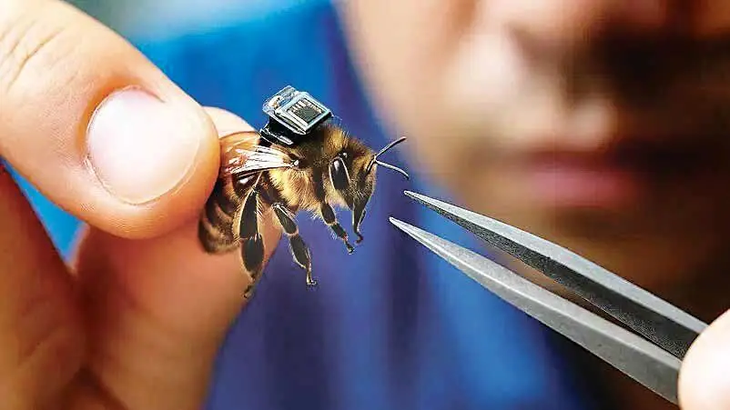 این زنبور چینی جستجوی بازماندگان جنگی را آسان می کند!