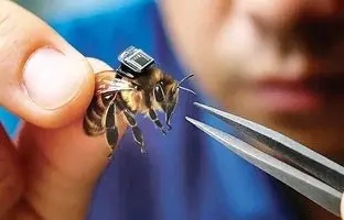 این زنبور چینی جستجوی بازماندگان جنگی را آسان می کند!