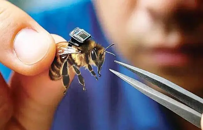 این زنبور چینی جستجوی بازماندگان جنگی را آسان می کند!