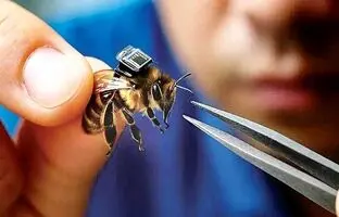 این زنبور چینی جستجوی بازماندگان جنگی را آسان می کند!