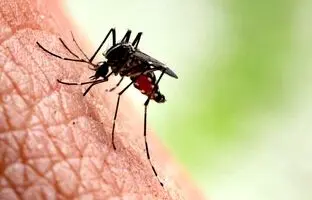
آخرین وضعیت تب دنگی؛ ابتلای ۱۱۰۹ نفر در کشور
