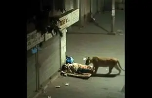 لحظه عجیب برخورد شیر با یک مرد کارتن‌خواب + ویدئو 