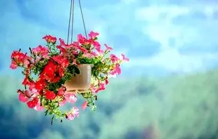 دکوراسیون سبز: 8 گل زمستانی که خانه‌تان را گرم می‌کنند