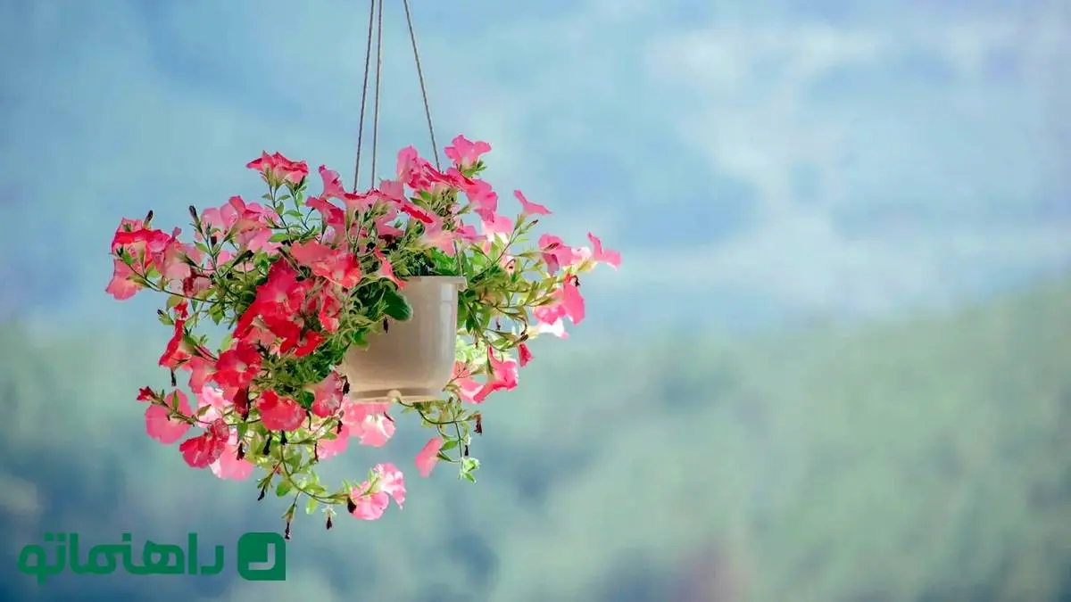 دکوراسیون سبز: 8 گل زمستانی که خانه‌تان را گرم می‌کنند