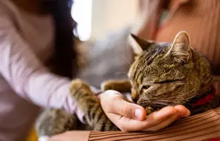  گربه‌ها چگونه افراد آشنا را شناسایی می‌کنند؟