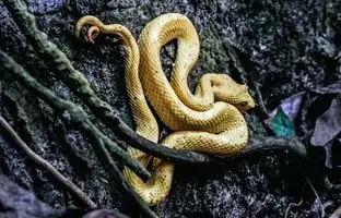 ترسناک‌ترین جزیره در جهان؛ ساکنان اصلی جزیره مارها چه کسانی هستند؟