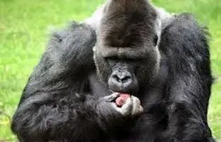 شامپانزه‌ها هم با خوردن میوه‌های الکلی مست می‌کنند! +ویدئو
