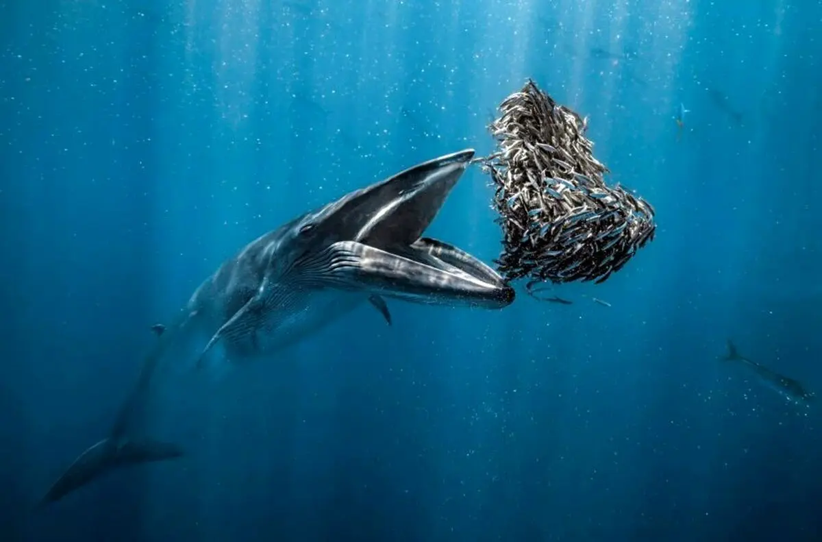 حیات شگفت‌انگیز درون آب؛ برندگان مسابقه عکاسی اقیانوس سال ۲۰۲۴ 