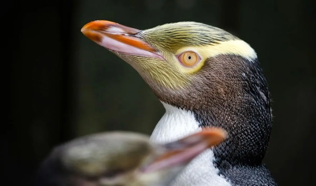 (ویدئو) پنگوئن نادر چشم زرد پرنده سال نیوزیلند شد