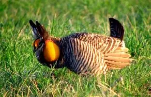پرنده خرگوش نما یکی از عجایب جهان خلقت + ویدئو