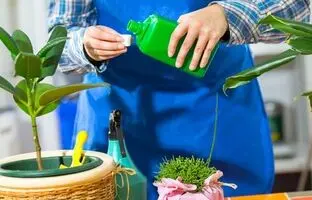بهترین زمان کوددهی به گیاهان آپارتمانی + کوددهی به گیاهان آپارتمانی در زمستان