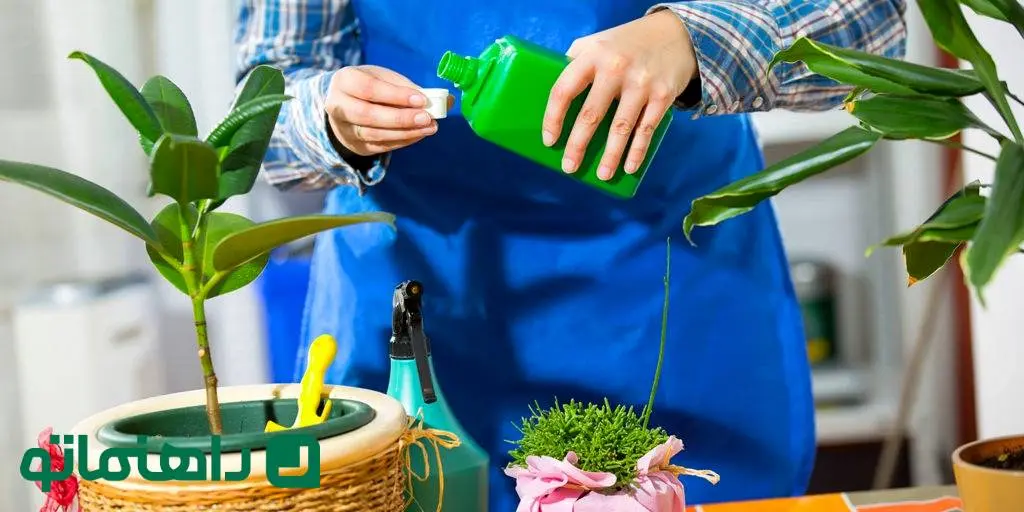 بهترین زمان کوددهی به گیاهان آپارتمانی + کوددهی به گیاهان آپارتمانی در زمستان